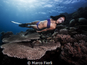 Ai Futaki and Table Coral

Guinness World Records for "... by Marco Fierli 